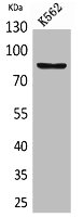 MMP9 Antibody