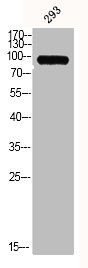 MMP9 Antibody