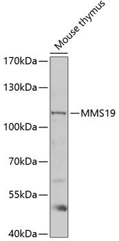 MMS19 antibody