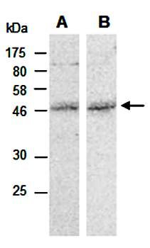 MMS21 antibody