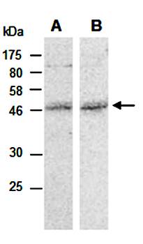 MMS21 antibody