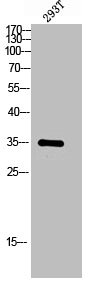 MMTAG2 Antibody