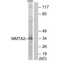 MMTAG2 antibody