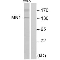 MN1 antibody