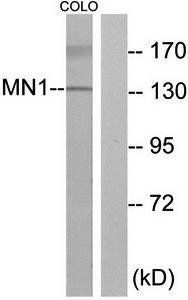 MN1 antibody