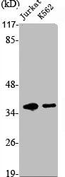 MNAT1 antibody