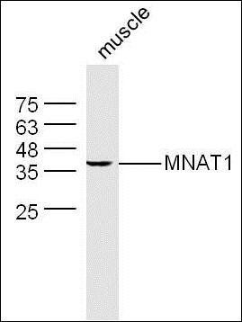 MNAT1 antibody