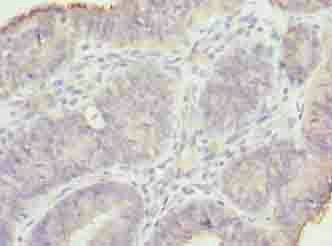 MND1 antibody