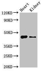 MNDA antibody