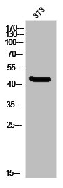 MNDA Antibody