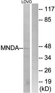 MNDA antibody