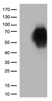 MNS1 Antibody