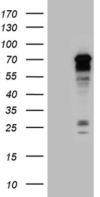 MNS1 Antibody