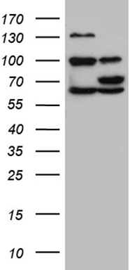 MNS1 Antibody