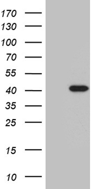 MNS1 Antibody