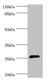 MOB kinase activator 1B antibody