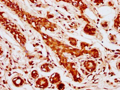 MOB1A Antibody