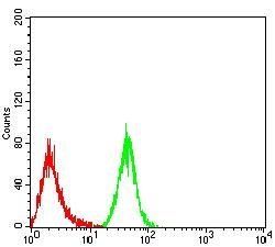 MOB1A Antibody