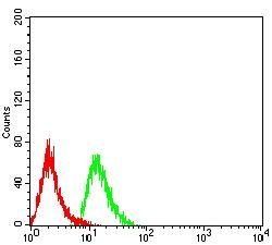 MOB1A Antibody