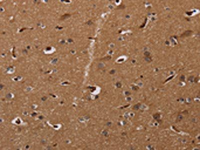 MOB1A Antibody