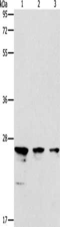 MOB1B antibody