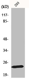 MOB1B antibody