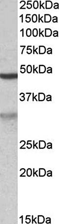 Goat anti-MOB2 (aa128-140) Antibody
