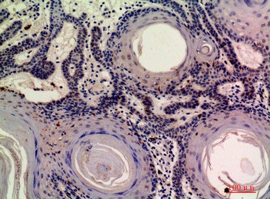 MOB3A antibody