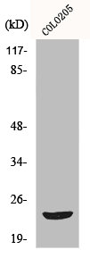 MOB3B antibody