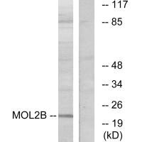 MOB3B antibody