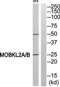 MOBKL2A/B Antibody