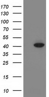 MOBKL2B (MOB3B) antibody