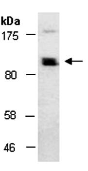 MOCOS antibody