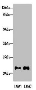 MOCS2 antibody