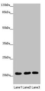 MOCS2 antibody