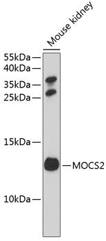 MOCS2 antibody
