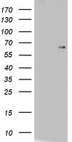 Moesin (MSN) antibody