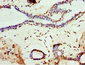 MOG Antibody