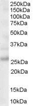 Goat anti-MOG Antibody