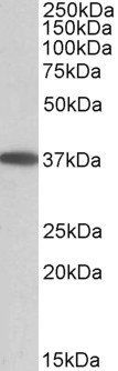Goat anti-MOGAT2 Antibody