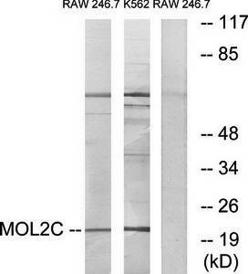 MOL2C antibody