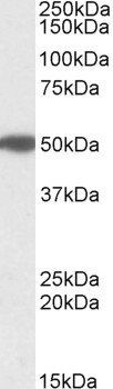 Goat anti-MON1A (aa478-489) Antibody