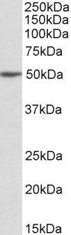 Goat anti-MON1A (aa589-601) Antibody