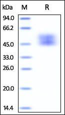 Cynomolgus / Rhesus macaque B7-1 / CD80 Protein