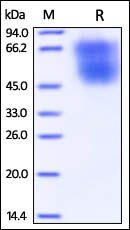 Cynomolgus / Rhesus macaque B7-2 / CD86 Protein