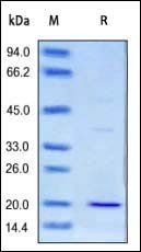 Cynomolgus CD3 epsilon Protein