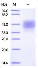 Cynomolgus CD3 epsilon Protein, Fc-His Tag