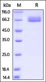Cynomolgus / Rhesus macaque IL-4 R alpha Protein, Fc Tag