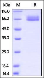 Cynomolgus / Rhesus macaque IL-4 R alpha / CD124 Protein