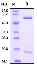 Rhesus macaque PCSK9 Protein